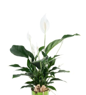 Lily of Peace