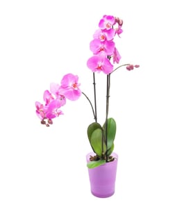 Orquídea Rosa