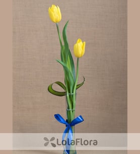 Dos tulipanes amarillos