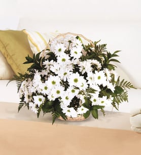 Cesta de margarita blanca