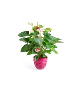Anthurium