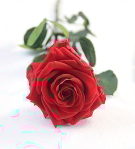 Rosa eterna