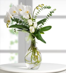 Orquídeas phalaenopsis e rosas brancas