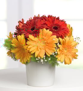 Gerberas bohemias