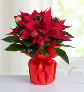 A Christmas Wish - Poinsettia