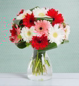 Gerberas llenas de color: Baño de sol