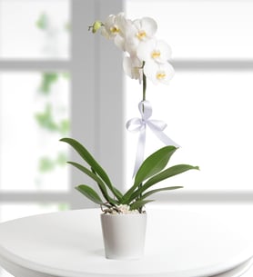 Orquídea blanca