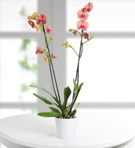 Double Stemmed Pink Orchid