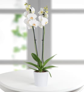 Doble orquídea blanca