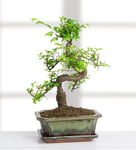 Bonsai de Zelkova