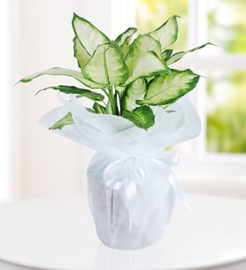 Dieffenbachia Plant