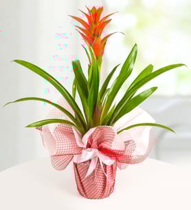 Guzmania en Maceta