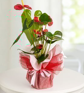 Anthurium Charm