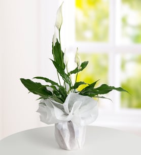 Spathiphyllum