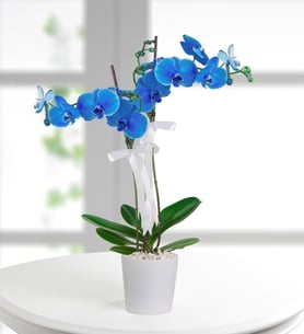 Céu Azul - Orquídea