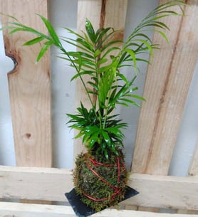 Kokedama Kentia