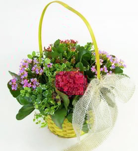 Kalanchoes Decorated