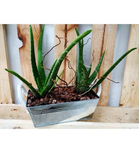 Aloe Vera Arrangement
