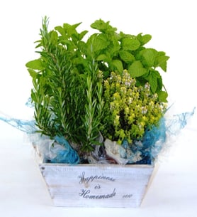 Aromatic Herbs Basket