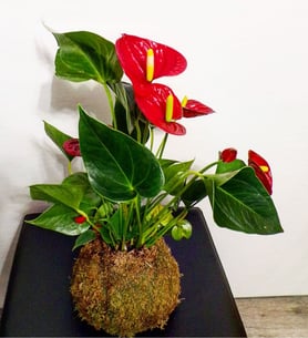 Anthurium -Kokedama
