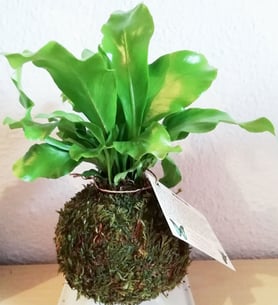 Asplenium - Kokedama