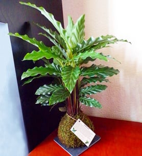 Calathea Rufibarba - Kokedama