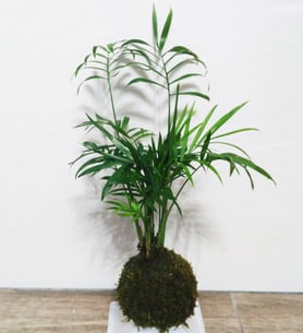 Chamaedorea - Kokedama