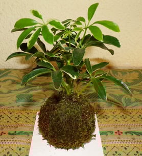 Schefflera - Kokedama