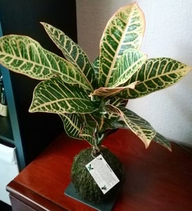 Croton - Kokedama