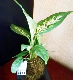 Diffembachia -Kokedama