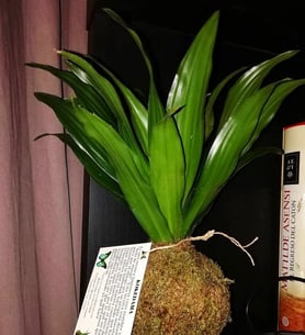 Dracena Compact - Kokedama