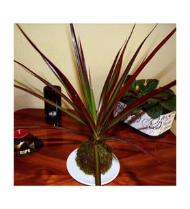 Dracena Marginata - Kokedama
