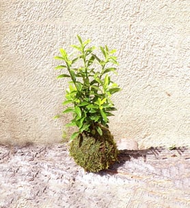 Euonimus - Kokedama