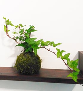 Ivy - Kokedama