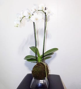 Orchid of 2 branches - Kokedama