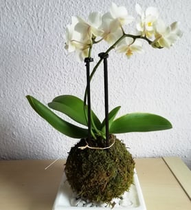 White mini orchid - Kokedama