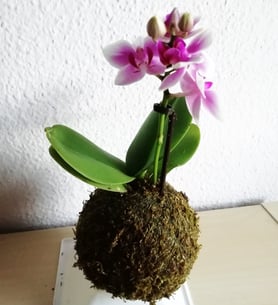 Pink mini orchid - Kokedama
