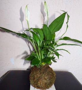 Spathiphylum - Kokedama