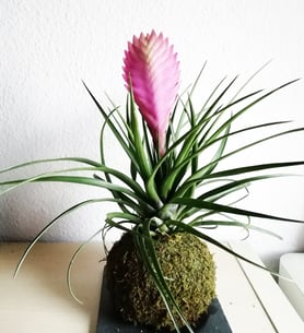 Tillandsia- Kokedama