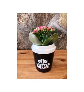 Dark Roasted Kalanchoe
