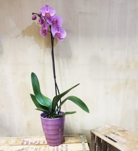 Orchid purple of a stalk