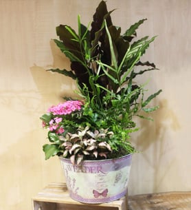 Center of plants