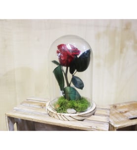 Red eternal rose
