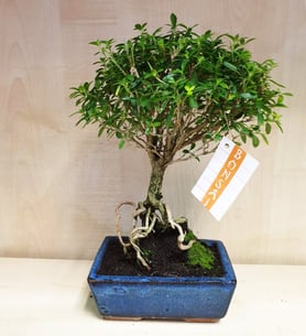 Bonsai Serissa Phoetida