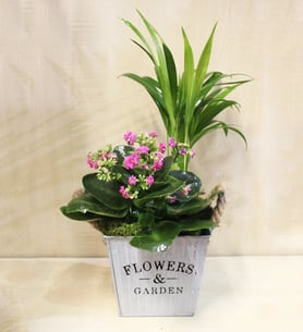 Two-plant center