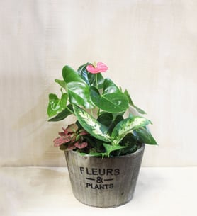 Three-plant arrangement