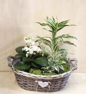 Basket of three plants