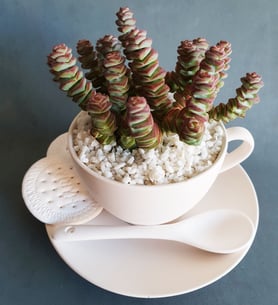 Red Crassula on ceramic tea cup