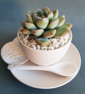 Succulent Echevarría in ceramic tea cup
