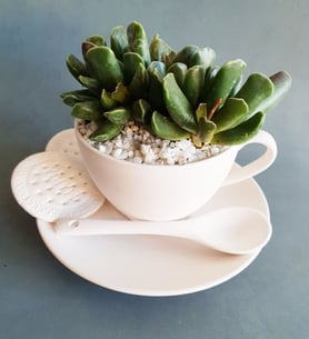 Cactus and succulents in ceramic tea cup